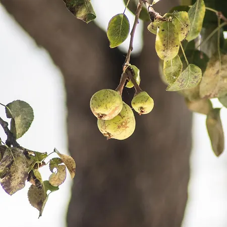 Casa vacanze Urban - A Algarvia