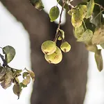 Σπίτι διακοπών Urban - A Algarvia